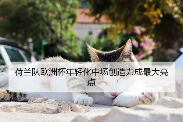 荷兰队欧洲杯年轻化中场创造力成最大亮点